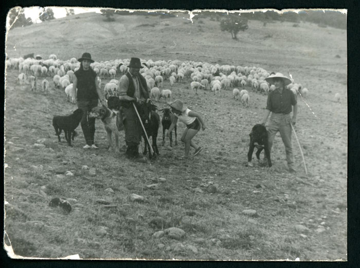 Emérito Robles y familia con los perros y el rebaño en el monte.